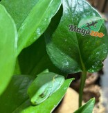 Magazoo Baby Red eyes tree frog (captive born)