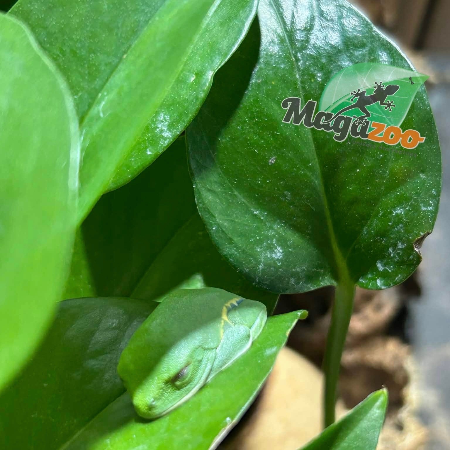 Magazoo Rainette aux Yeux Rouges Bébé (née en captivité)