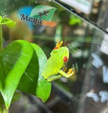 Magazoo Rainette aux Yeux Rouges Bébé (née en captivité)