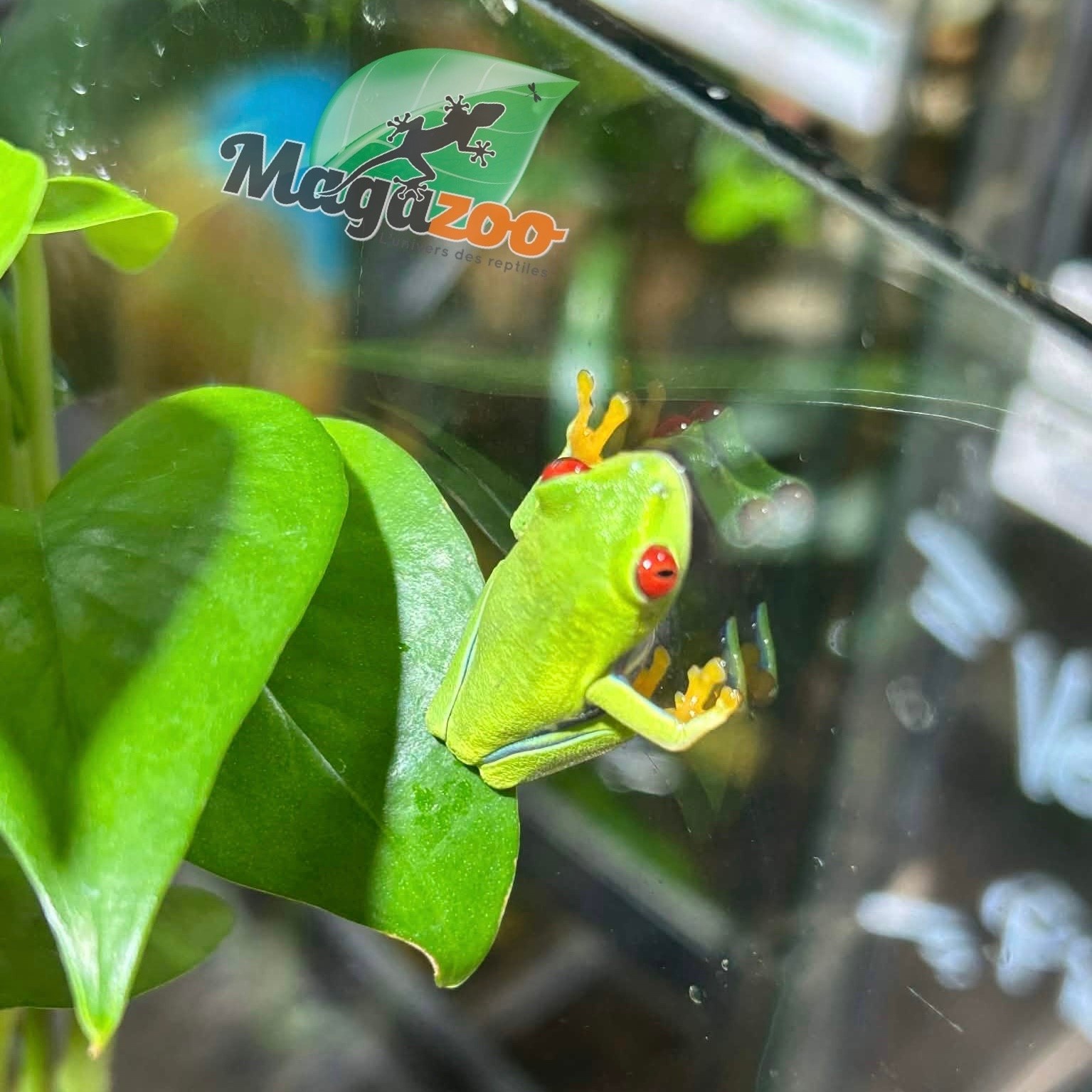 Magazoo Baby Red eyes tree frog (captive born)
