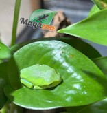 Magazoo Baby Red eyes tree frog (captive born)