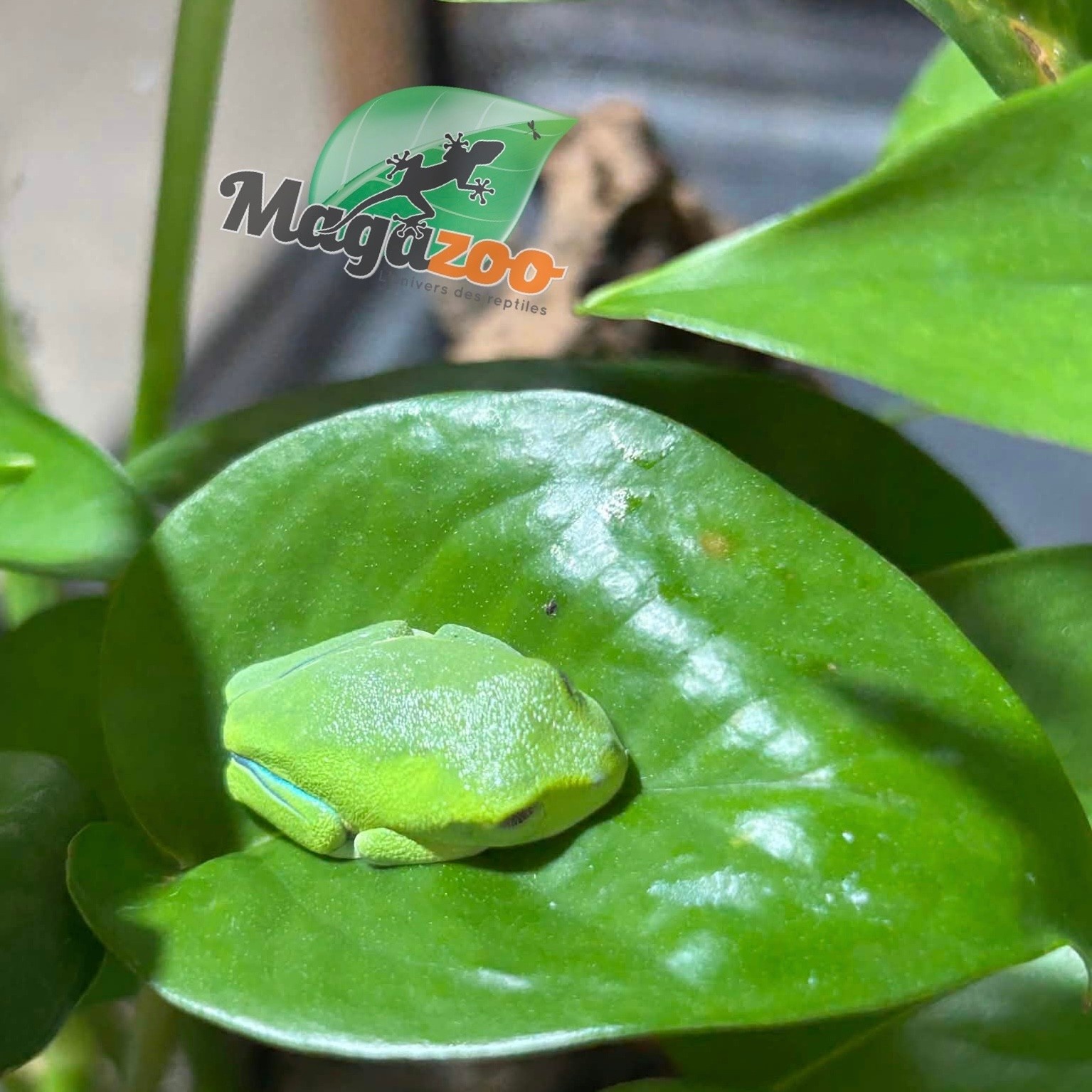 Magazoo Baby Red eyes tree frog (captive born)