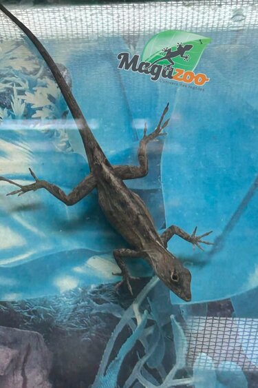 Magazoo Female 2 years old Brown anole