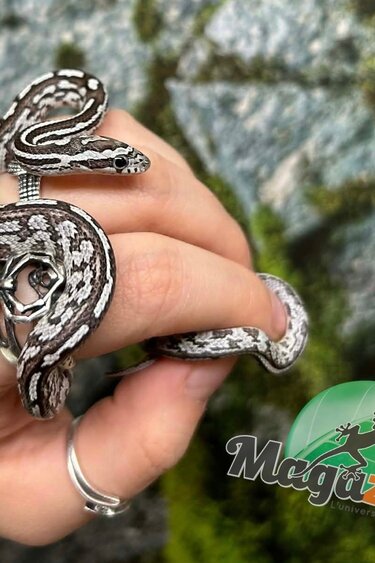 Magazoo Serpent des blés Anery Tessera het. Amel Bébé #5 Femelle