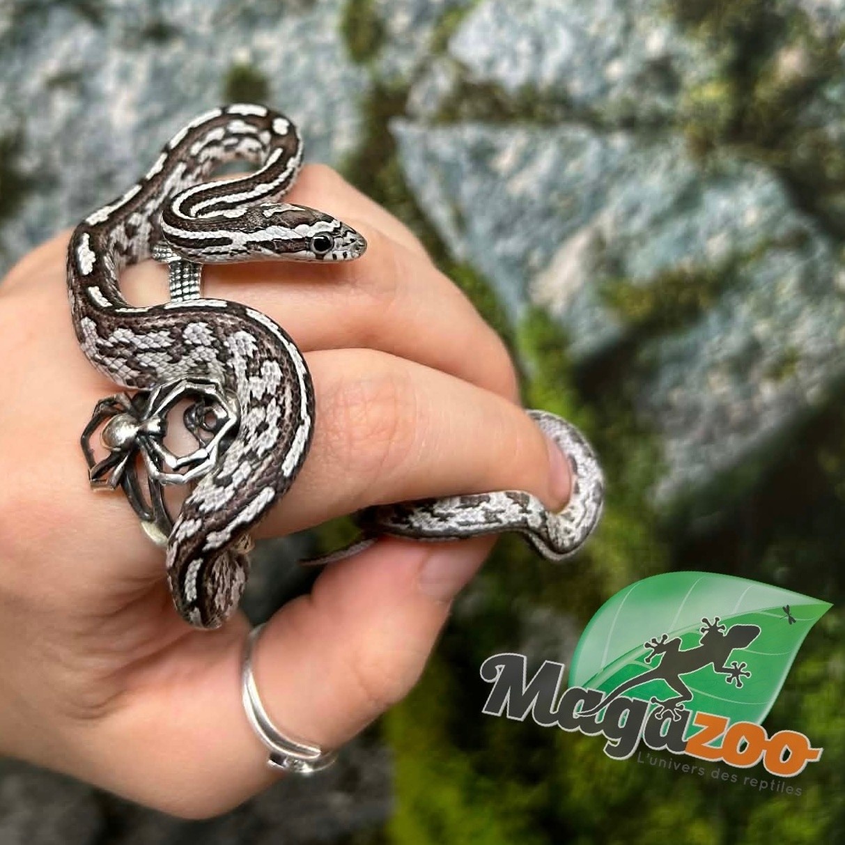 Magazoo Serpent des blés Anery Tessera het. Amel Bébé #5 Femelle