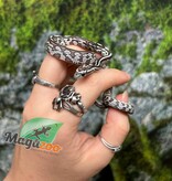 Magazoo Serpent des blés Anery Tessera het. Amel Bébé #5 Femelle