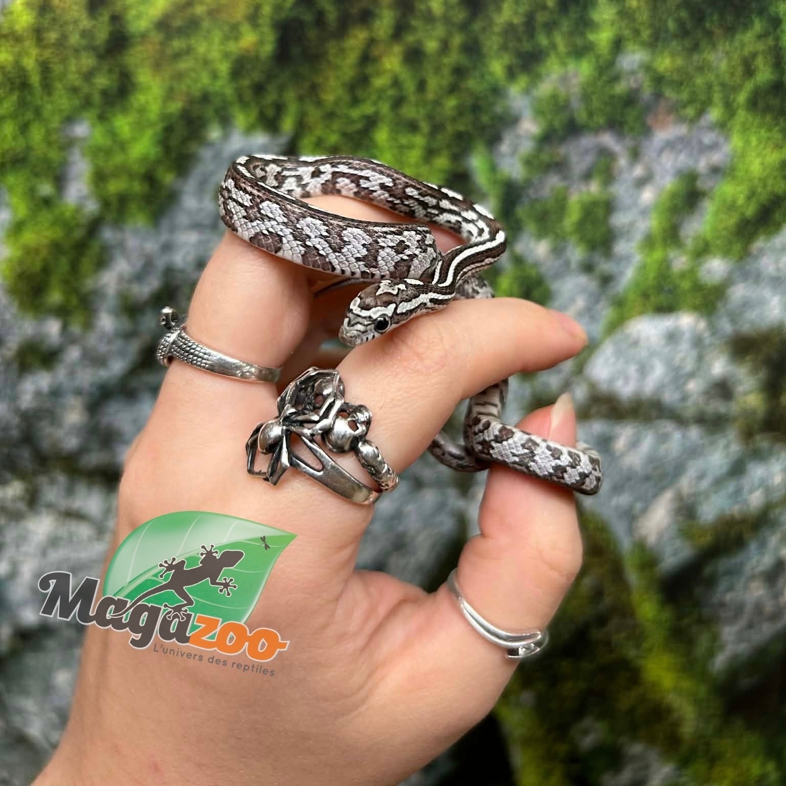 Magazoo Serpent des blés Anery Tessera het. Amel Bébé #5 Femelle