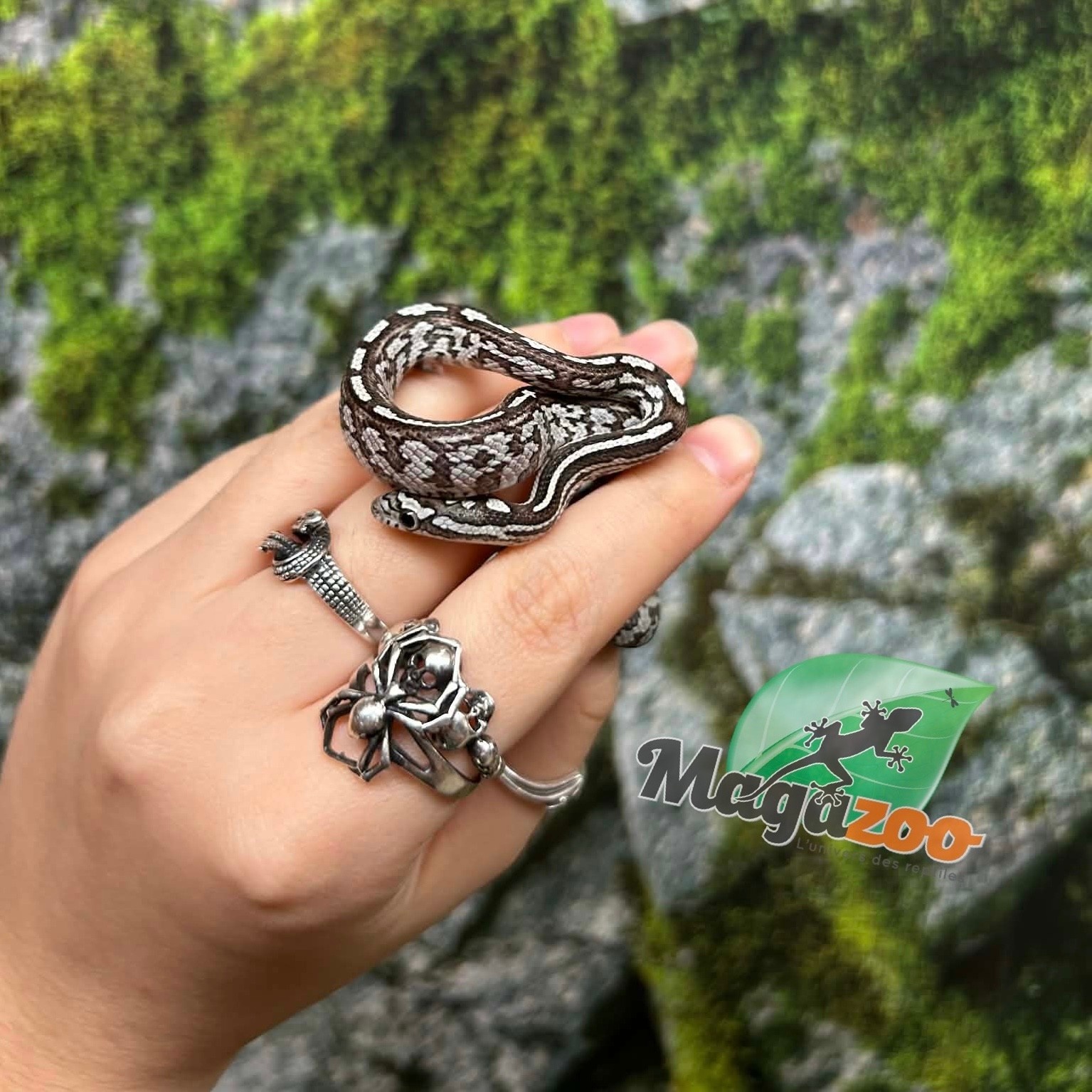 Magazoo Serpent des blés Anery Tessera het. Amel Bébé #5 Femelle