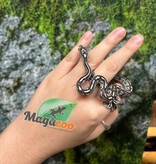 Magazoo Baby Anery Tessera het. Amel Corn Snake #5