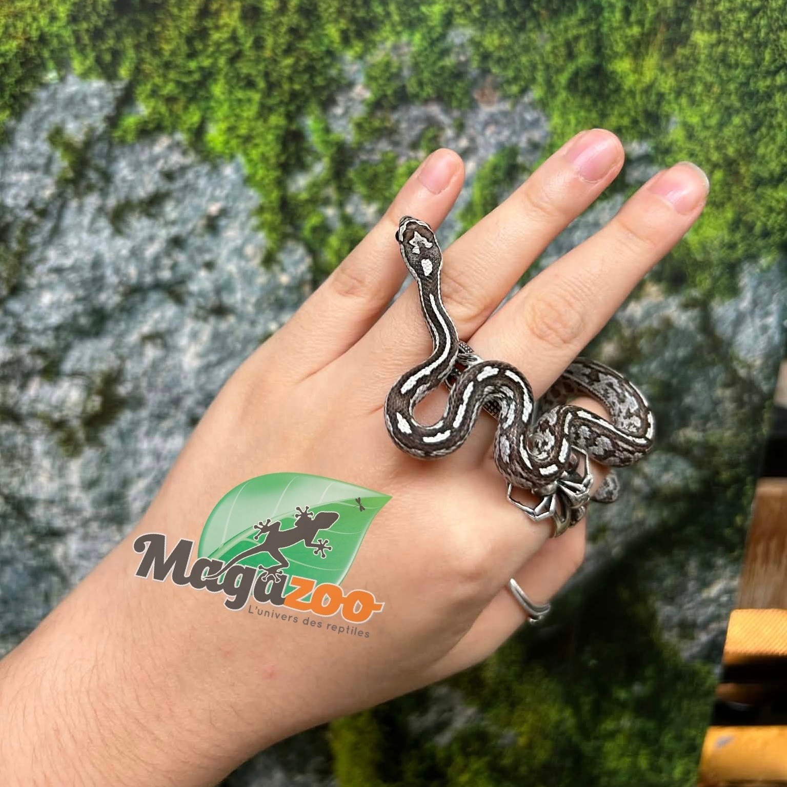 Magazoo Serpent des blés Anery Tessera het. Amel Bébé #5 Femelle