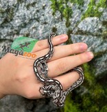 Magazoo Serpent des blés Anery Tessera het. Amel Bébé #5 Femelle