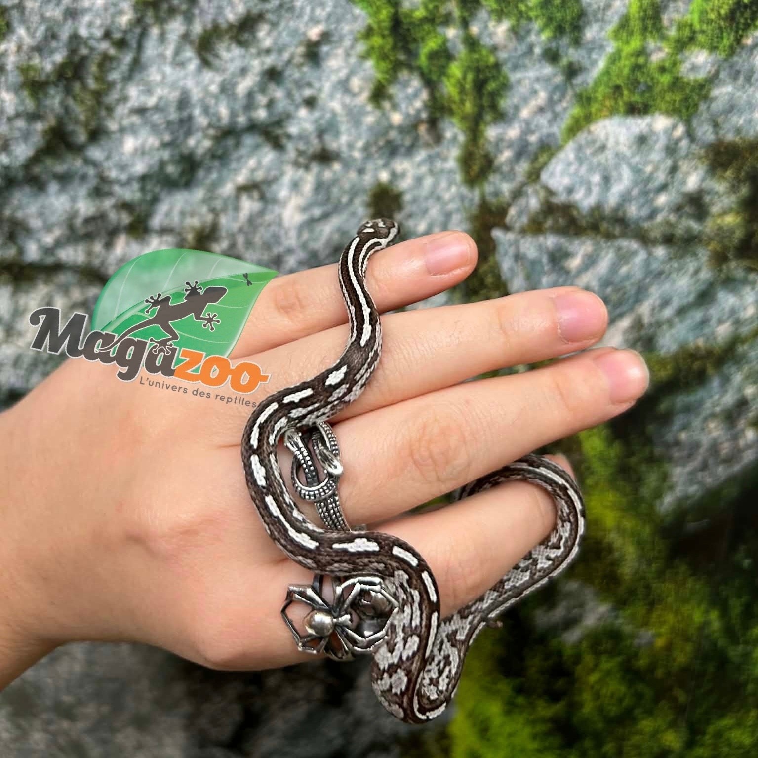 Magazoo Serpent des blés Anery Tessera het. Amel Bébé #5 Femelle