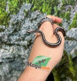 Magazoo Baby Anery Tessera het. Amel Corn Snake #4