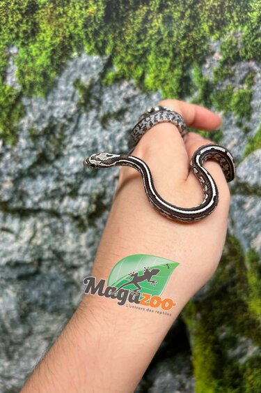 Magazoo Baby Anery Tessera het. Amel Corn Snake #4