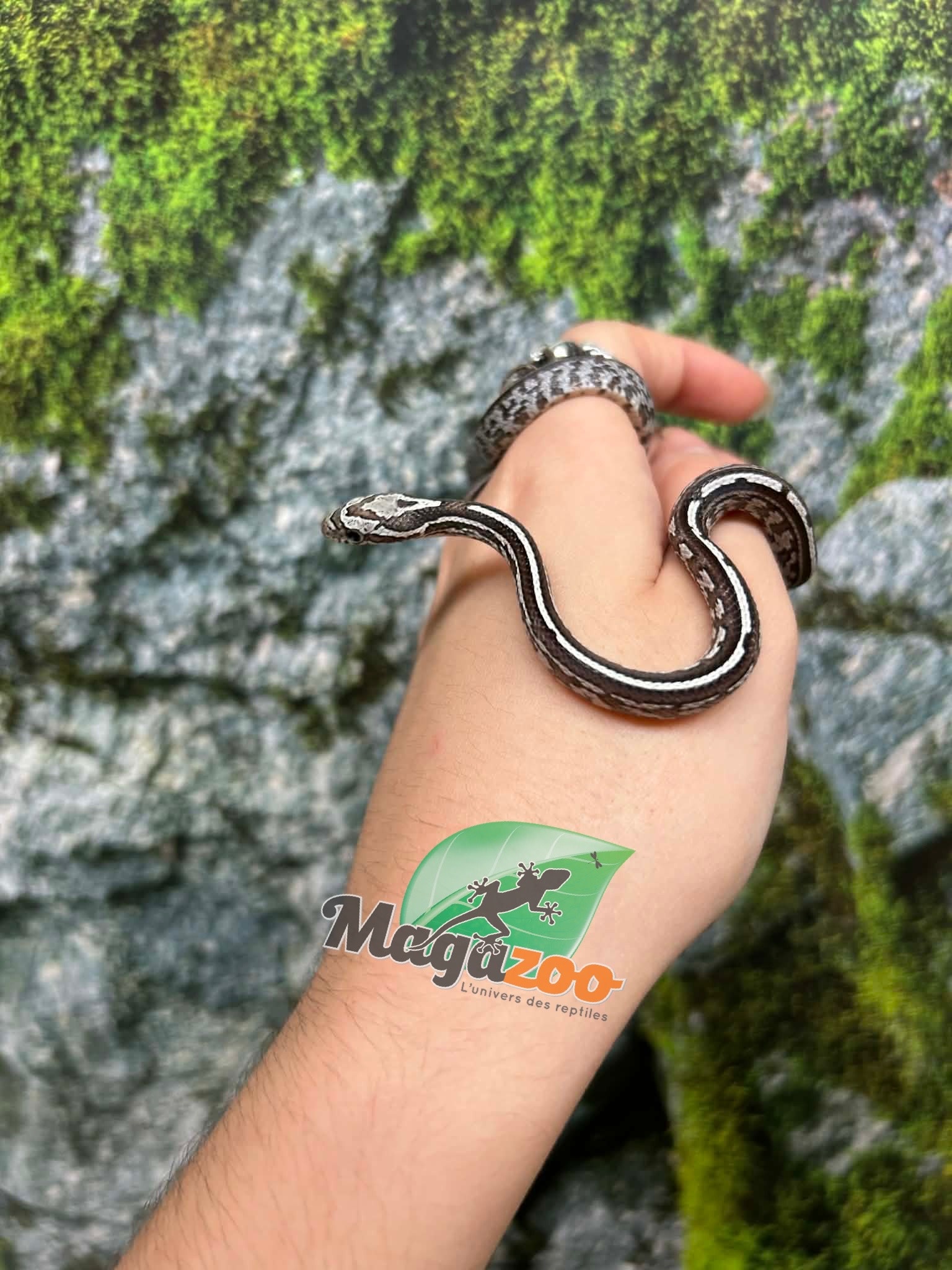 Magazoo Baby Anery Tessera het. Amel Corn Snake #4