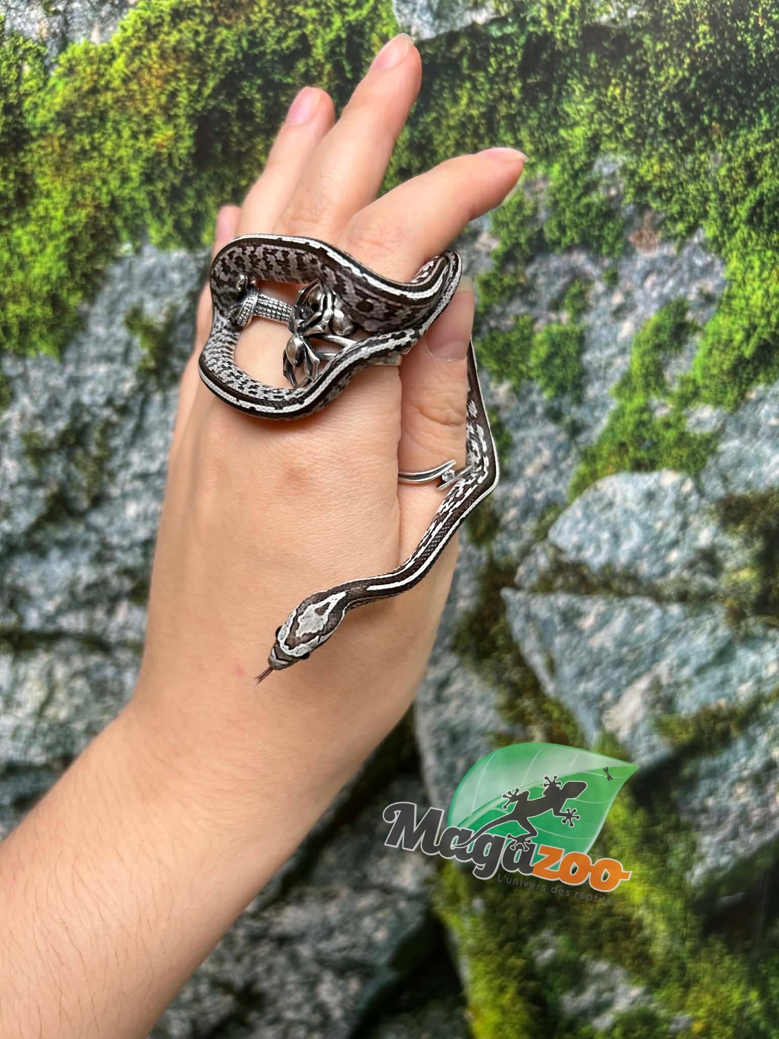 Magazoo Baby Anery Tessera het. Amel Corn Snake #4