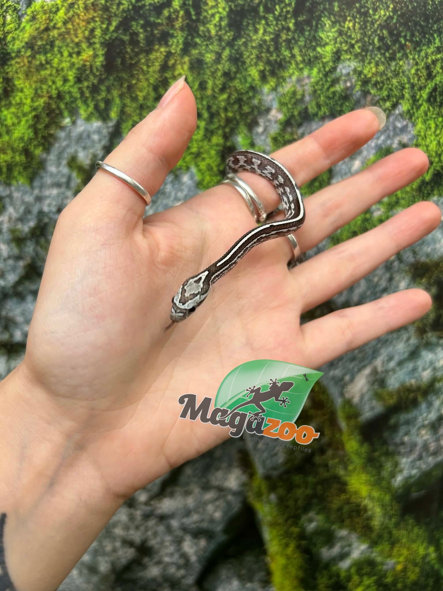 Magazoo Baby Anery Tessera het. Amel Corn Snake #4