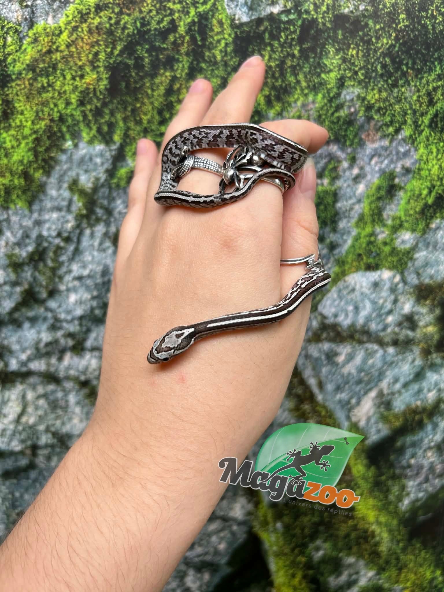 Magazoo Serpent des blés Anery Tessera het. Amel Bébé #4 Mâle