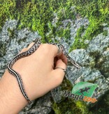 Magazoo Serpent des blés Anery Tessera het. Amel Bébé #4 Mâle