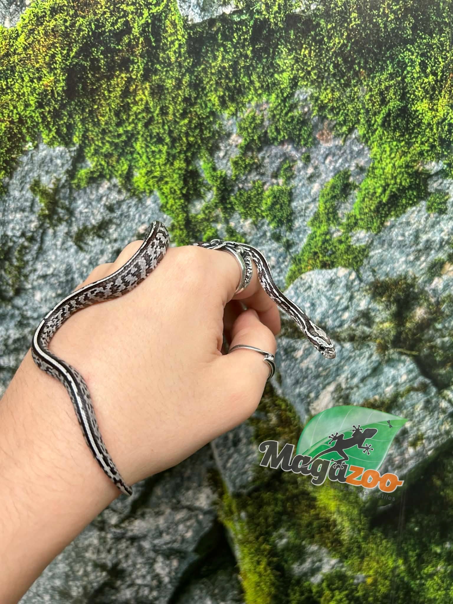 Magazoo Serpent des blés Anery Tessera het. Amel Bébé #4 Mâle