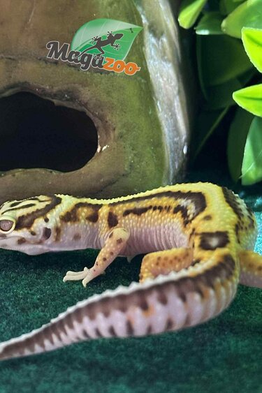 Magazoo Gecko léopard Bell Redstripe femelle 21/07/25