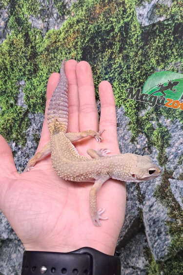 Magazoo Gecko léopard Femelle 8-9 ans / Adoption - 2ième chance