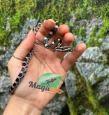 Magazoo Serpent des blés Anery het. Amel Bébé #7