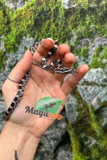 Magazoo Baby Anery het. Amel Corn Snake #7