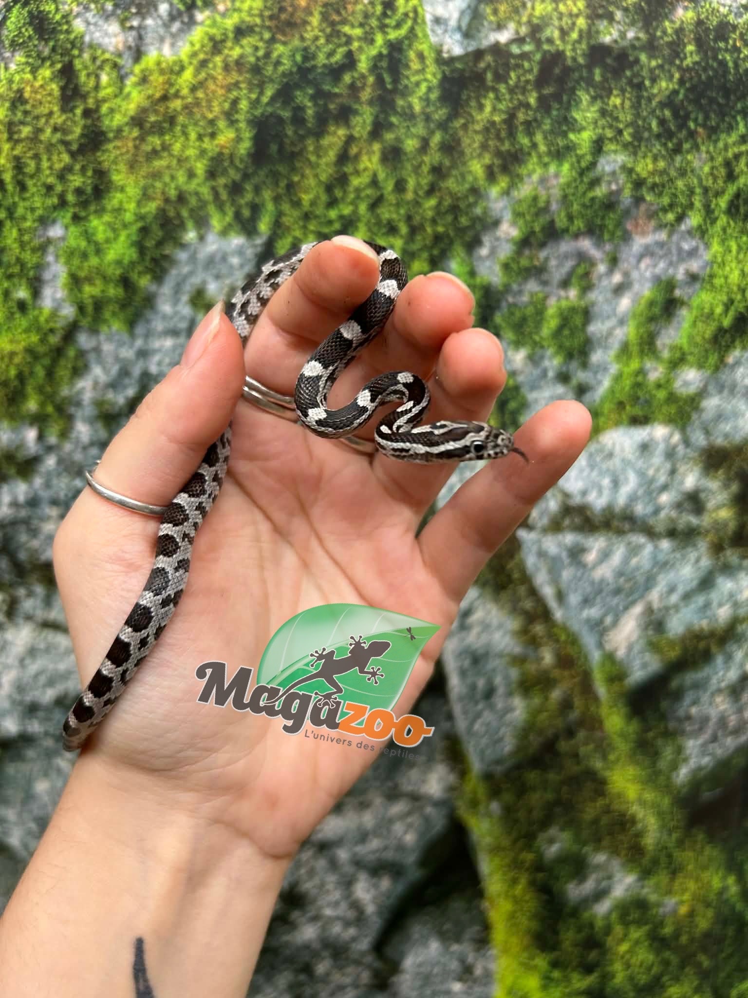 Magazoo Baby Anery het. Amel Corn Snake #7