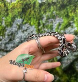Magazoo Baby Anery het. Amel Corn Snake #7
