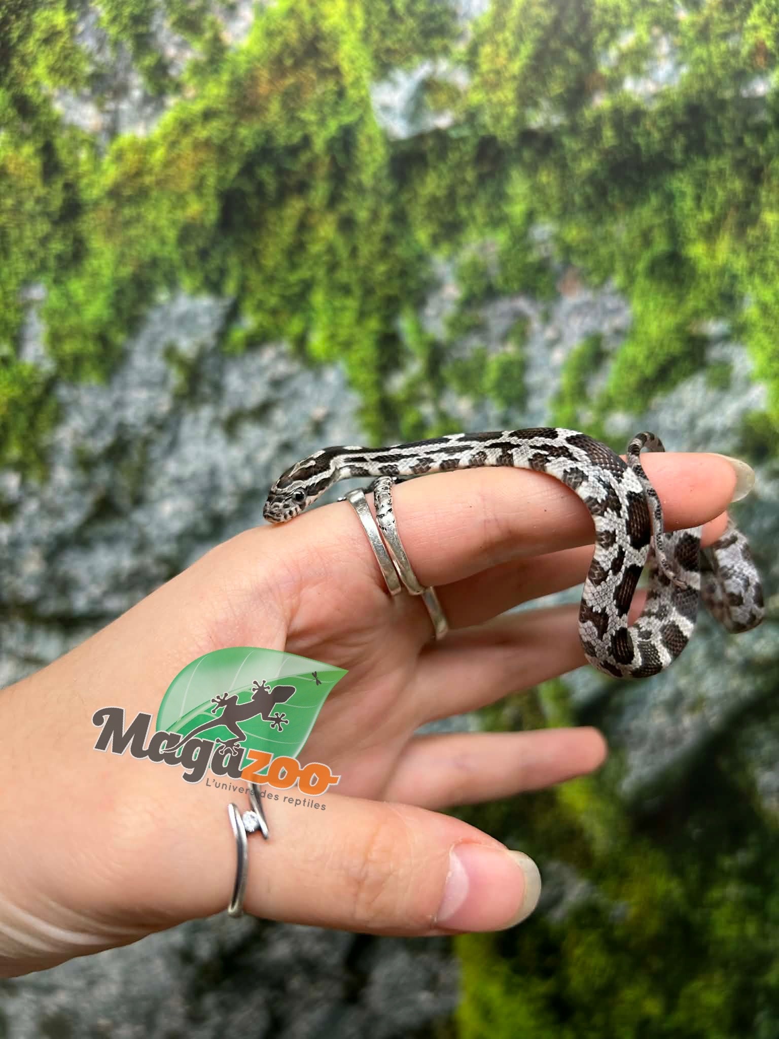 Magazoo Baby Anery het. Amel Corn Snake #7