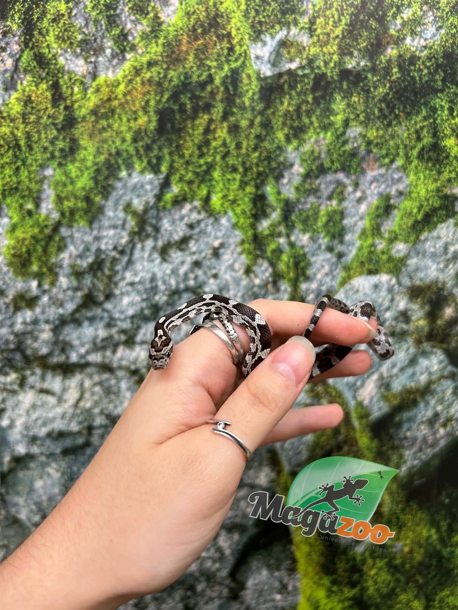 Magazoo Serpent des blés Anery het. Amel Bébé #7