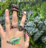 Magazoo Baby Anery het. Amel Corn Snake #7