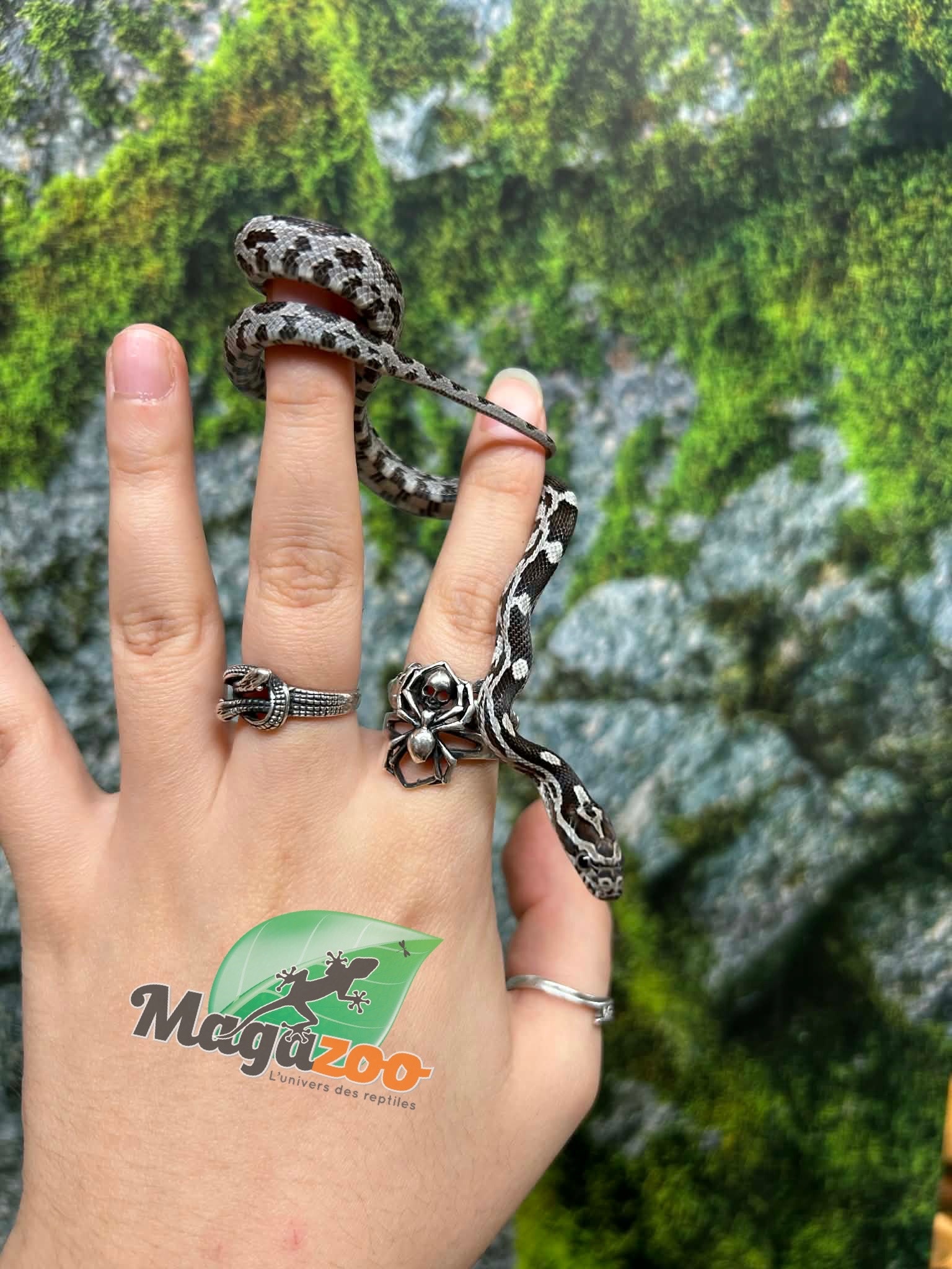 Magazoo Baby Anery het. Amel Corn Snake #7