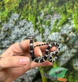 Magazoo Baby Anery het. Amel Corn Snake #7