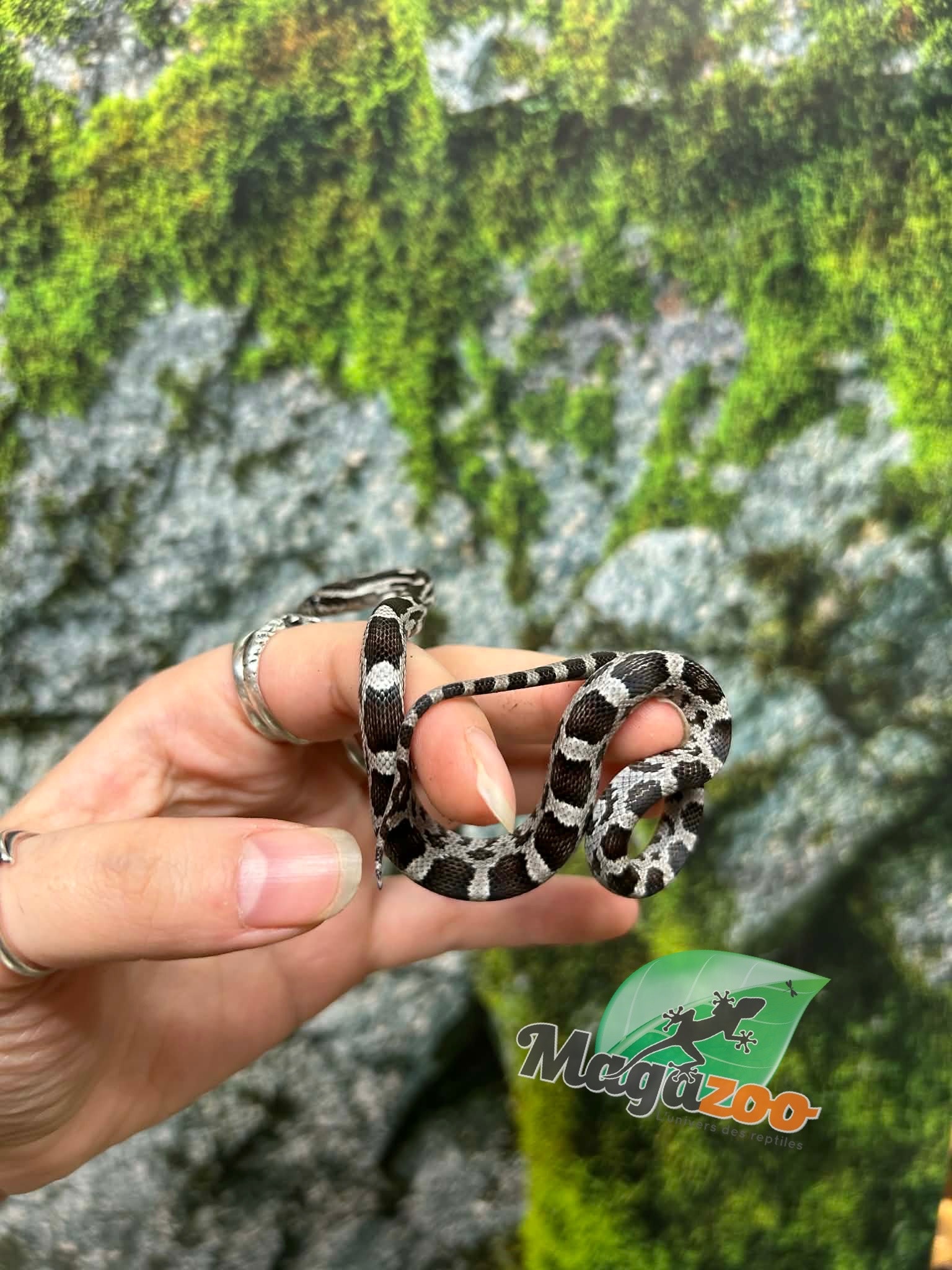 Magazoo Baby Anery het. Amel Corn Snake #7