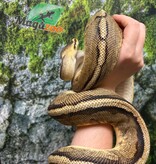 Magazoo Pastel G-stripe Male Adult 7 years old Ball Python / Adoption - 2nd chance