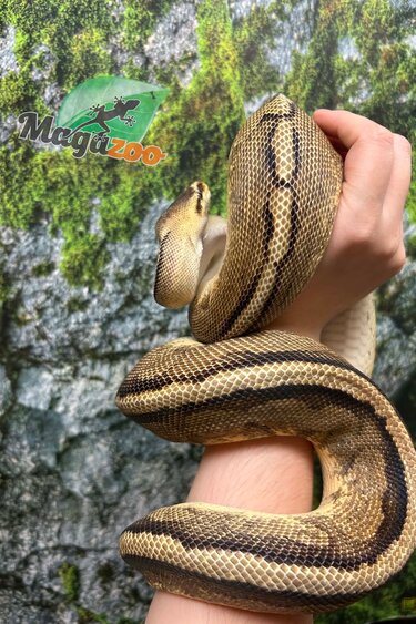 Magazoo Python royal Pastel G-stripe Mâle Adulte 7 ans / Adoption - 2ième chance