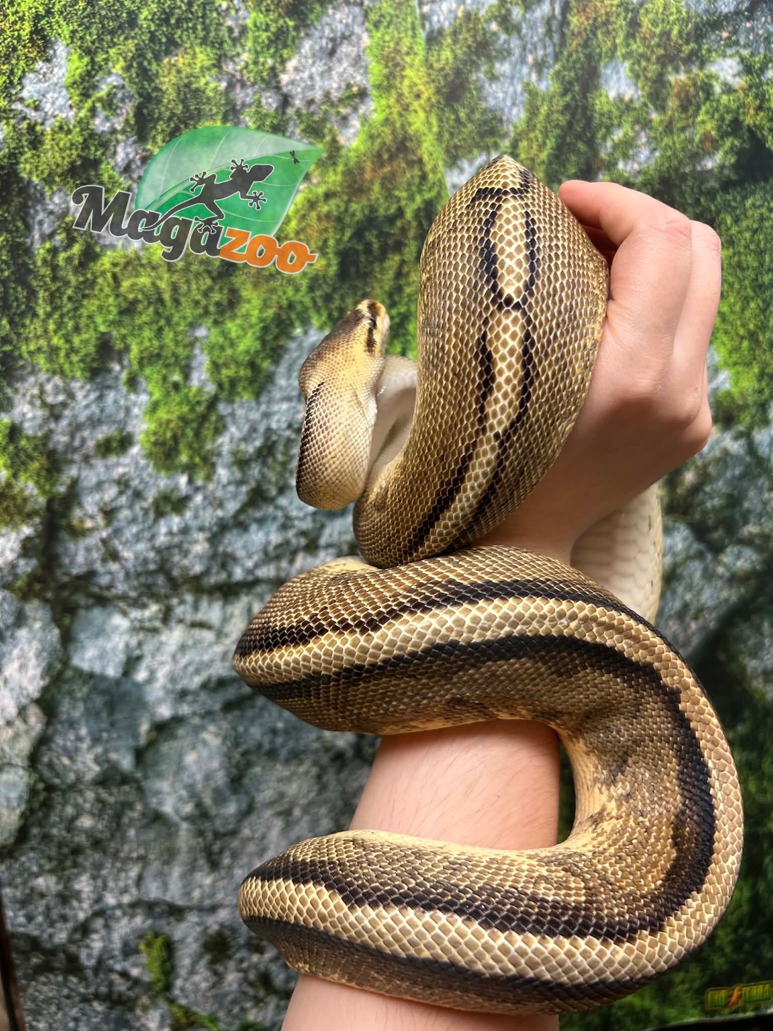 Magazoo Python royal Pastel G-stripe Mâle Adulte 7 ans / Adoption - 2ième chance