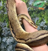 Magazoo Pastel G-stripe Male Adult 7 years old Ball Python / Adoption - 2nd chance
