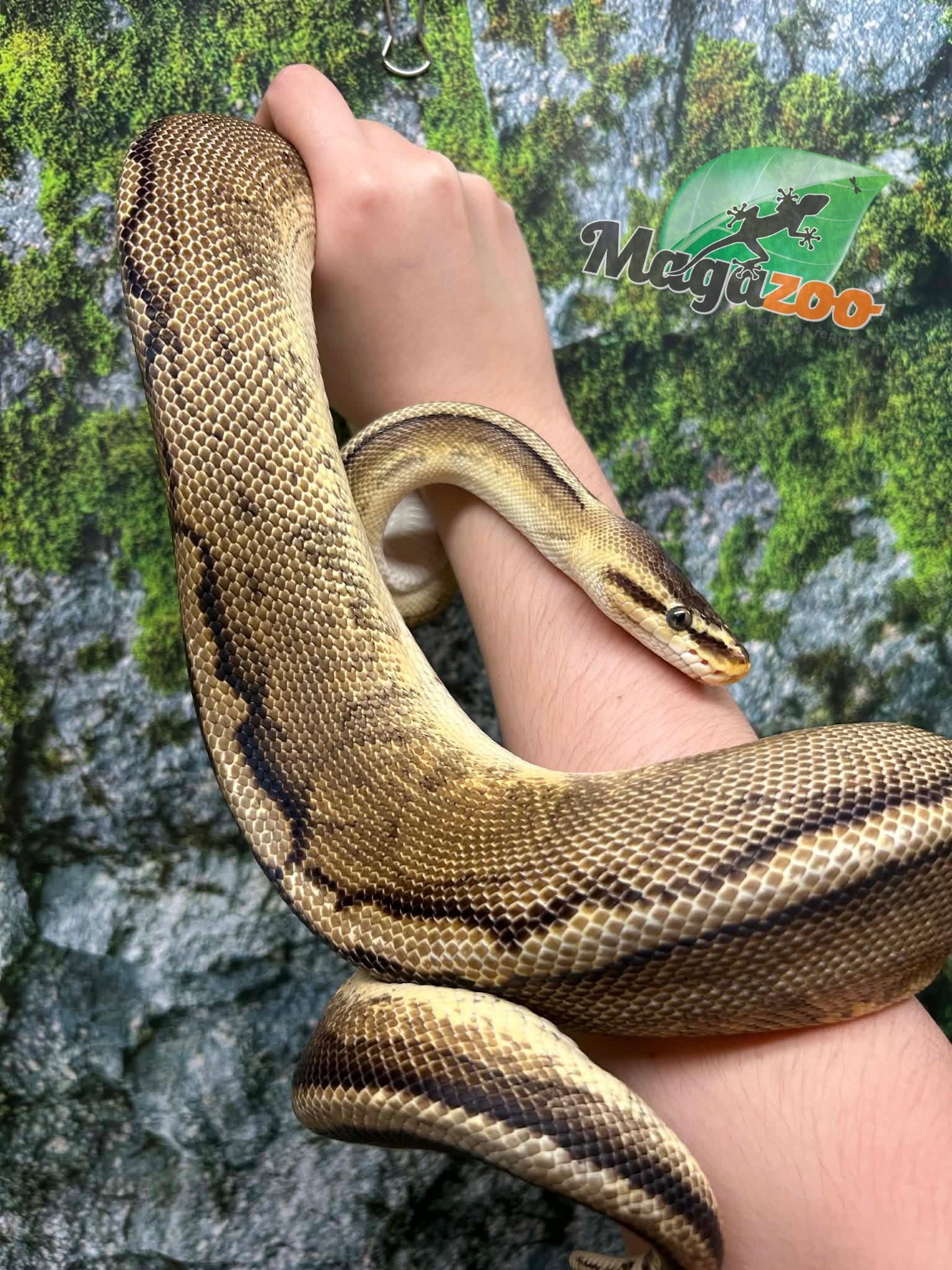 Magazoo Pastel G-stripe Male Adult 7 years old Ball Python / Adoption - 2nd chance