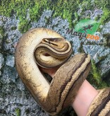 Magazoo Pastel G-stripe Male Adult 7 years old Ball Python / Adoption - 2nd chance