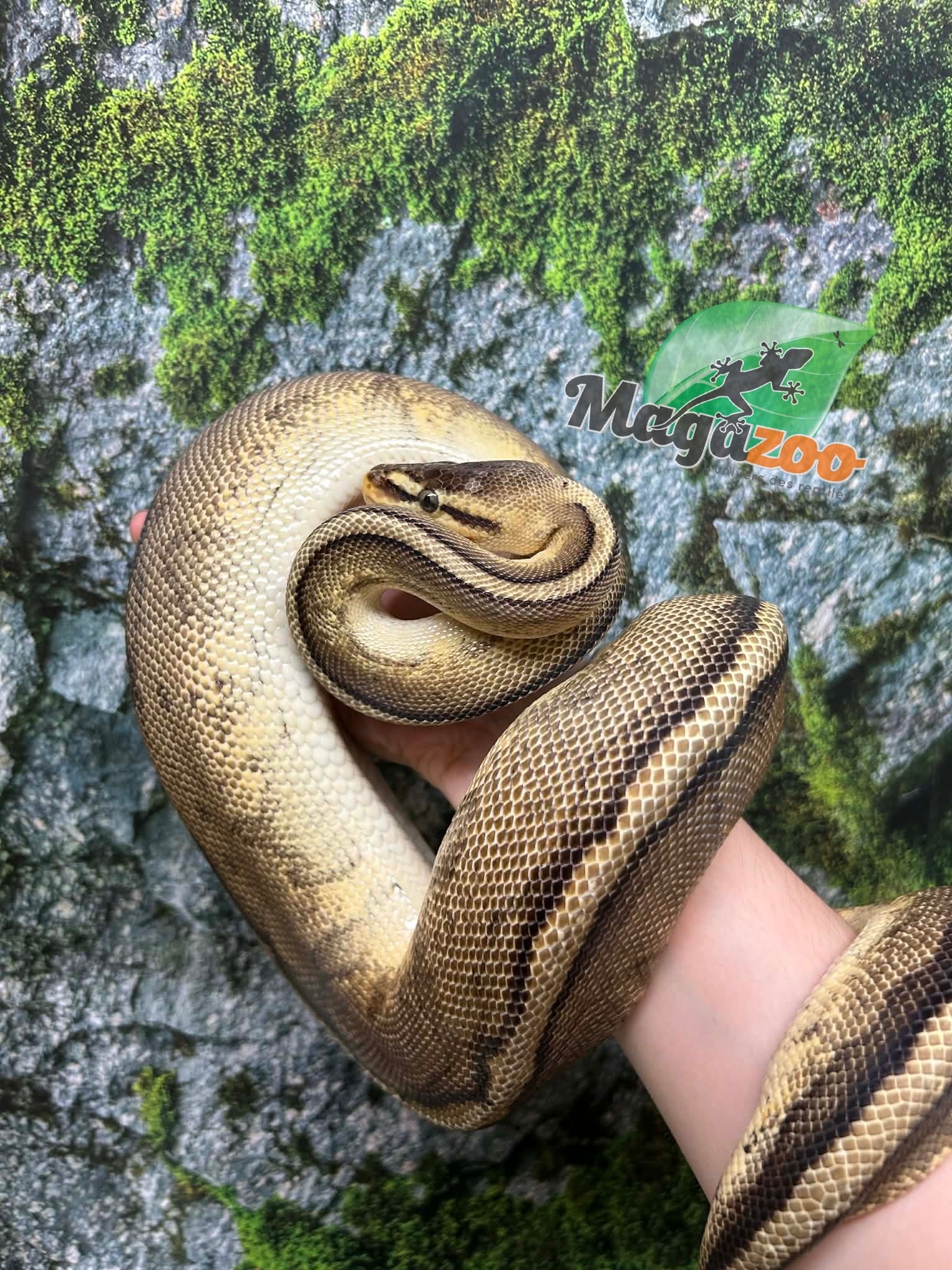 Magazoo Pastel G-stripe Male Adult 7 years old Ball Python / Adoption - 2nd chance