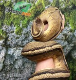 Magazoo Pastel G-stripe Male Adult 7 years old Ball Python / Adoption - 2nd chance
