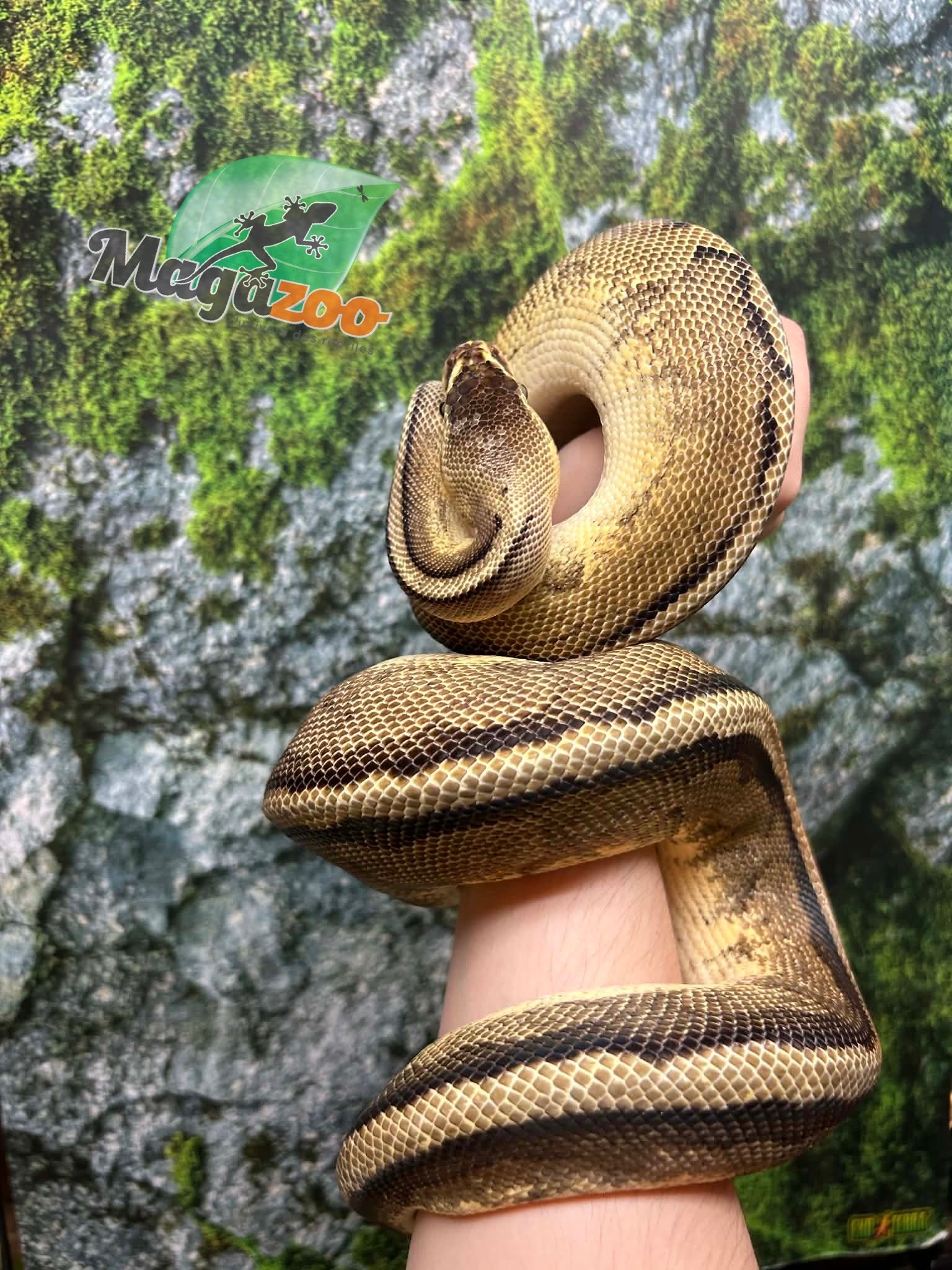 Magazoo Pastel G-stripe Male Adult 7 years old Ball Python / Adoption - 2nd chance