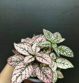 Magazoo Plante Hypoestes Phyllostachya 'Rose' 10cm