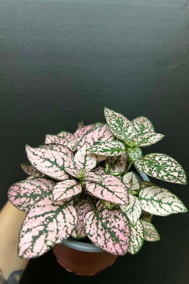 Magazoo Plante Hypoestes Phyllostachya 'Rose' 10cm