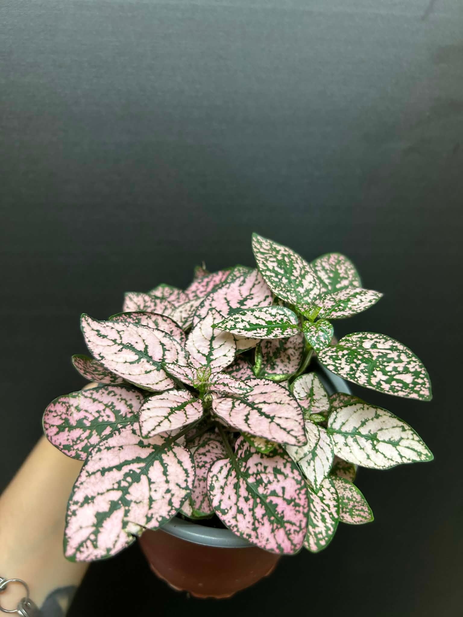 Magazoo Plante Hypoestes Phyllostachya 'Rose' 10cm