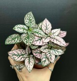 Magazoo Plante Hypoestes Phyllostachya 'Rose' 10cm