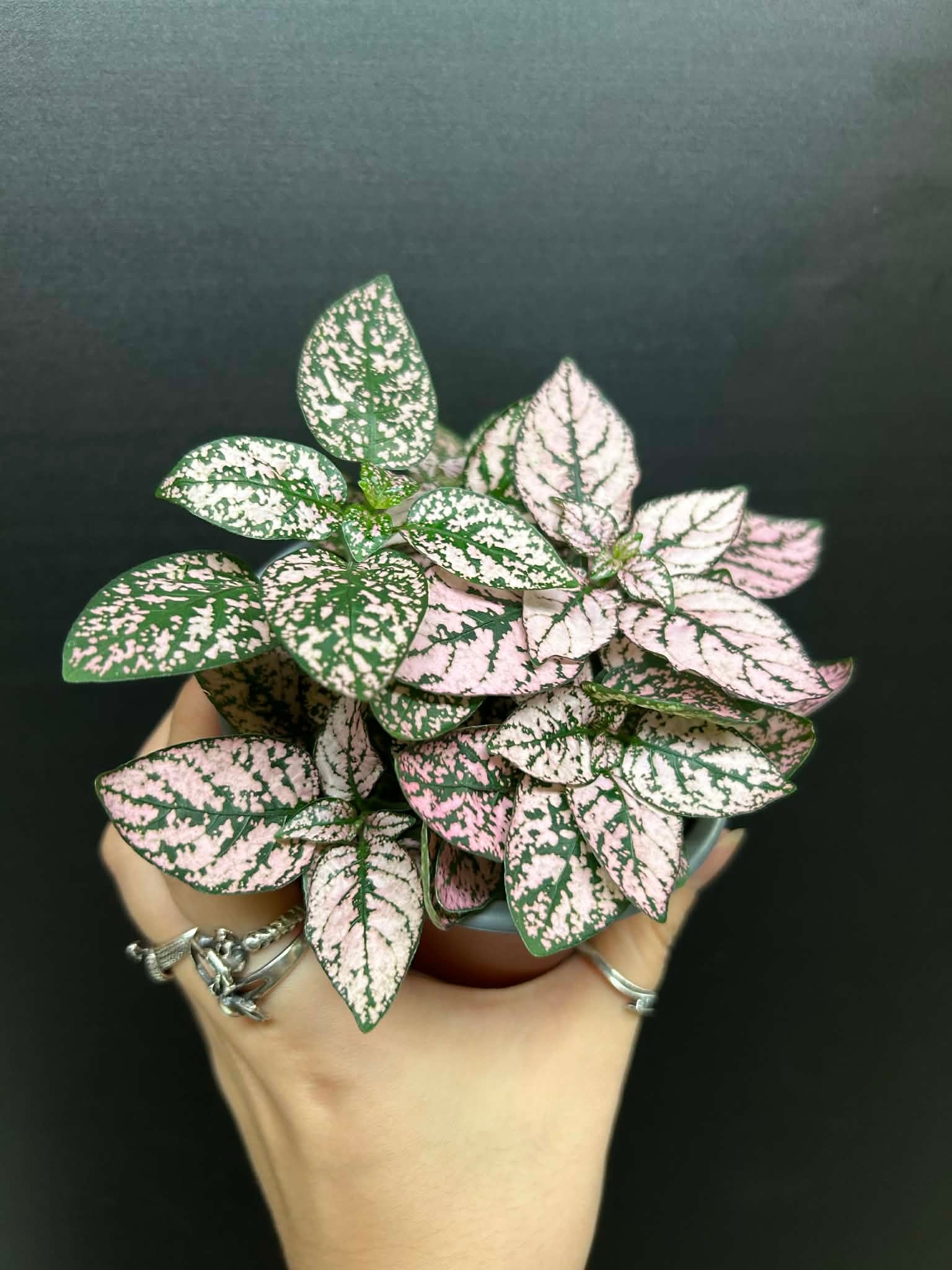 Magazoo Plante Hypoestes Phyllostachya 'Rose' 10cm